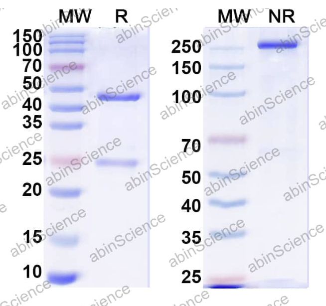 Abinscience InVivoMAb Anti-RSV G/Major surface glycoprotein G Antibody (CB017.5) (VK562020-50ug)