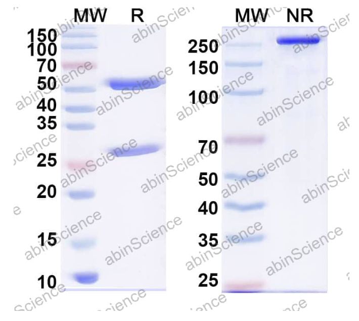Abinscience InVivoMAb Anti-DENV-2 Pre-membrane protein/prM Antibody (prM13) (VK494020-50ug) Abinscience InVivoMAb Anti-DENV-2 Pre-membrane protein/prM Antibody (prM13) (VK494020-50ug)