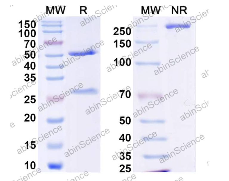 Abinscience InVivoMAb Anti-DENV-2 Pre-membrane protein/prM Antibody (prM12) (VK494010-1mg)