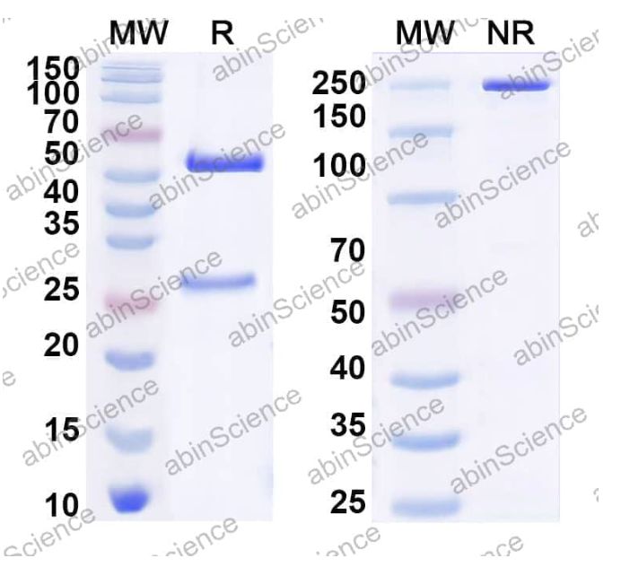 Abinscience InVivoMAb Anti-Clostridium botulinum botA/BoNT Antibody (BNTA-4.1) (JN888020-100ug)