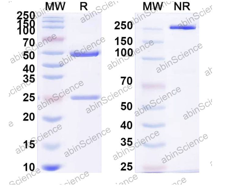Abinscience InVivoMAb Anti-Bordetella pertussis cyaA/Cyclolysin Antibody (Iv0145) (JN987020-100ug)