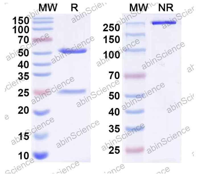 Abinscience InVivoMAb Anti-Influenza A virus(A/Perth/16/2009(H3N2)) HA/Hemagglutinin Antibody (Iv0148) (VK515030-50ug)