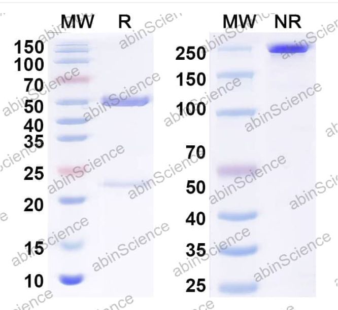 Abinscience InVivoMAb Anti-Human 5'-Nucleotidase/CD73 Antibody (TB38) (HB209020-100ug)