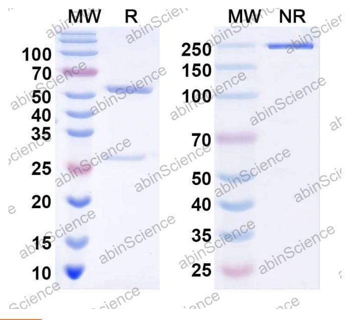 Abinscience InVivoMAb Anti-Human GDF-8/Myostatin Antibody (29H4) (HT343010-1mg)