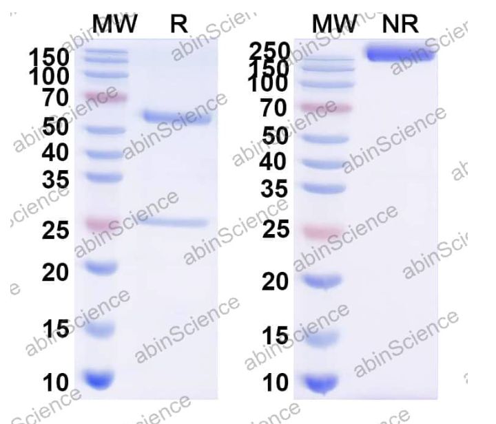 Abinscience InVivoMAb Anti-Influenza A virus(strain A/Swine/New Jersey/11/1976 H1N1) HA/Hemagglutinin Antibody (Iv0146) (VK515010-100ug)