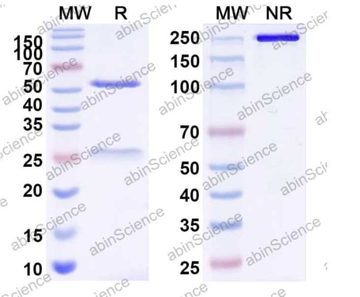 Abnscience InVivoMAb Anti-Influenza A virus(strain A/Brevig Mission/1/1918 H1N1) (strain A/South Carolina/1/1918 H1N1)) HA/Hemagglutinin Antibody (Iv0149) (VK515040-100ug)