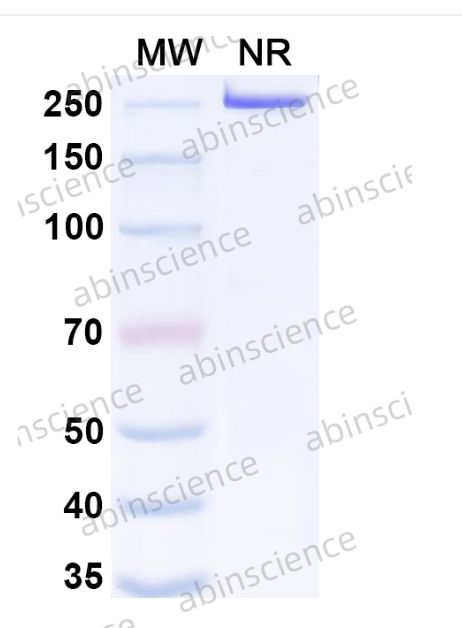Abinscience InVivoMAb Anti-Influenza A virus HA/Hemagglutinin Antibody (FLD21.140) (VK515060-100ug)