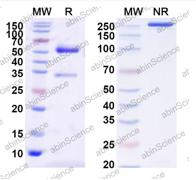 Abinscience InVivoMAb Anti-MERS-CoV RBD Antibody (S41) (VK800010-100ug)