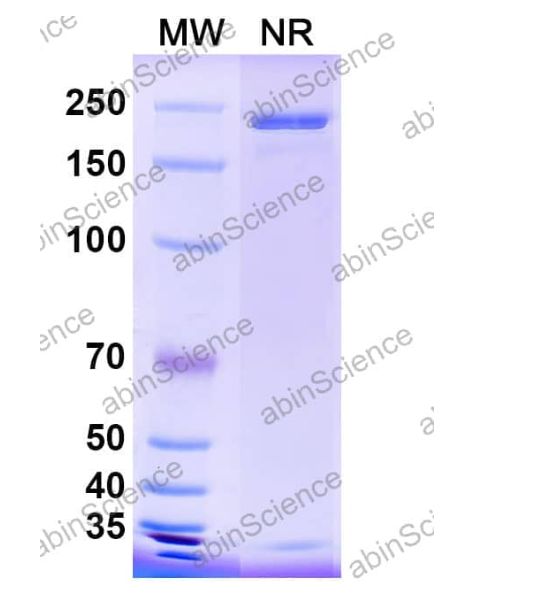 Abinscience InVivoMAb Anti-Influenza A virus HA/Hemagglutinin Antibody (Iv0150) (VK515050-100ug)
