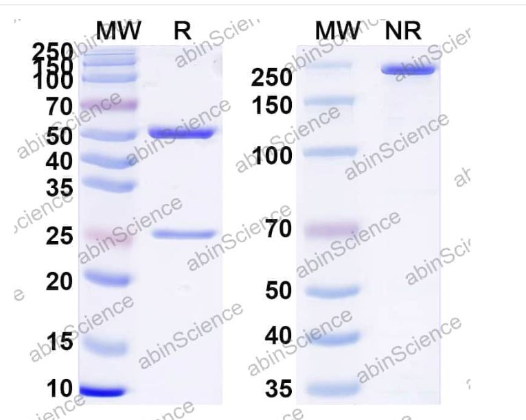 Abinscience InVivoMAb Anti-Plasmodium vivax Pvs25 Antibody (2A8) (JN092010-50ug)