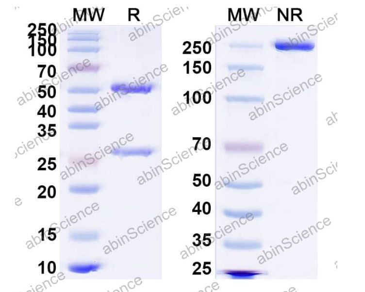 Abinscience InVivoMAb Anti-RSV F/F protein Antibody (3M3) (VK421040-50ug)