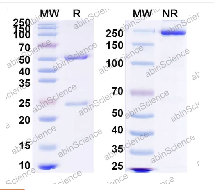 Abinscience InVivoMAb Anti-RSV F/F protein Antibody (6F18) (VK421050-50ug)