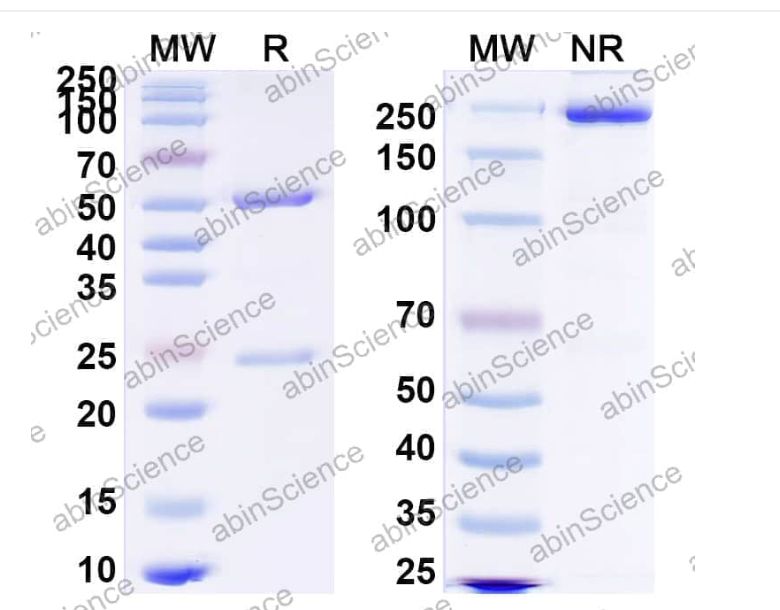 Abinscience InVivoMAb Anti-RSV F/F protein Antibody (17E10. T) (VK421060-1mg)