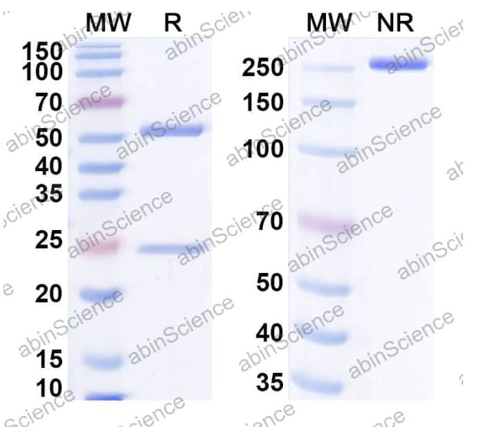 Abinscience InVivoMAb Anti-Staphylococcus aureus LukF Antibody (Iv0100) (JN063010-50ug)