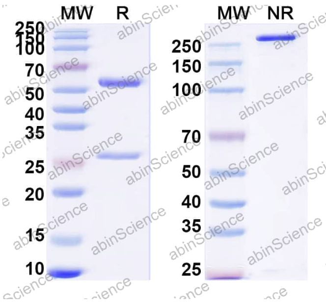 Abinscience InVivoMAb Anti-sLea/CA19-9 Antibody (Iv0123) (HP481010-100ug)