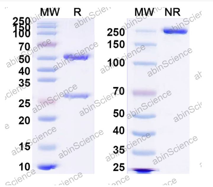 Abinscience InVivoMAb Anti-RSV F/F protein Antibody (AM16) (VK421020-50ug)