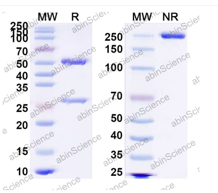 Abinscience InVivoMAb Anti-RSV F/F protein Antibody (2N6) (VK421030-50ug)