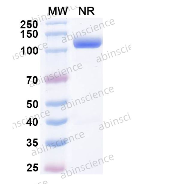 Abinscience InVivoMAb Anti-Human CXCL11/I-TAC Antibody (Iv0089) (HT393010-50ug)