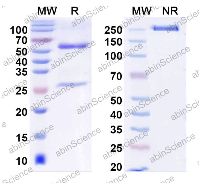 Abinscience InVivoMAb Anti-Human PSCA Antibody (Iv0097) (HT361010-1mg)
