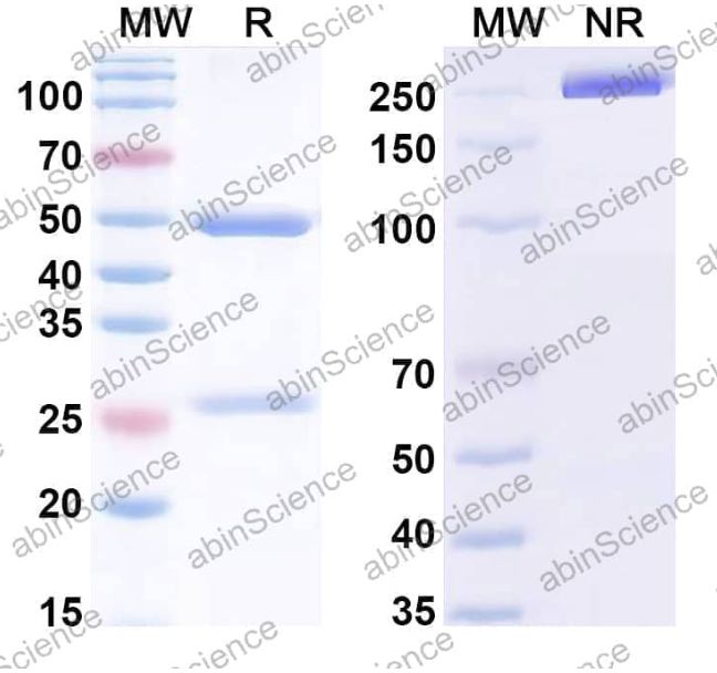Abinscience InVivoMAb Anti-Human IL-1 alpha/IL-1F1 Antibody (Iv0018) (HF802010-1mg)