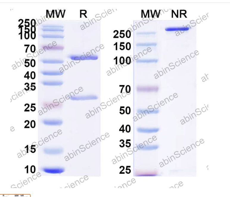 Abinscience InVivoMAb Anti-DENV-2 Envelope protein E/EDIII Antibody (Iv0125) (VK589020-50ug)