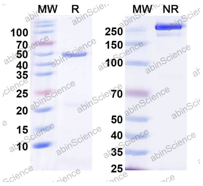 Abinscience InVivoMAb Anti-Human GFR alpha-like Antibody (Iv0105) (HS720010-50ug)