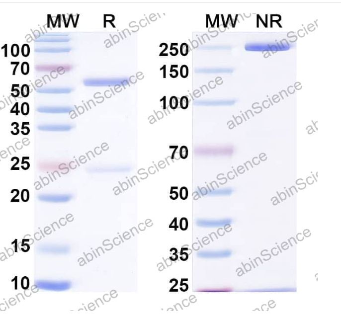 Abinscience InVivoMAb Anti-HIV-1 env/Env polyprotein Broadly Neutralizing Antibody (Iv0114) (VK617050-1mg)