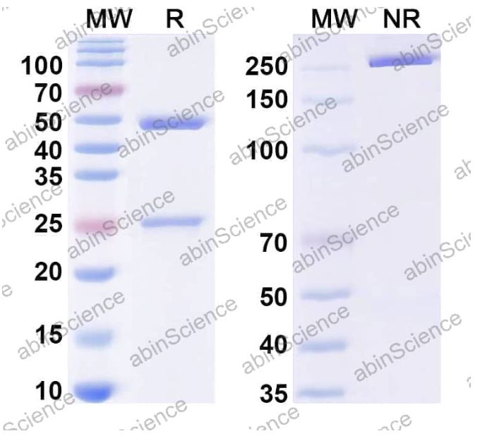 Abinscience InVivoMAb Human AS Fc Block™ (Iv0017) (HP252010-50ug)