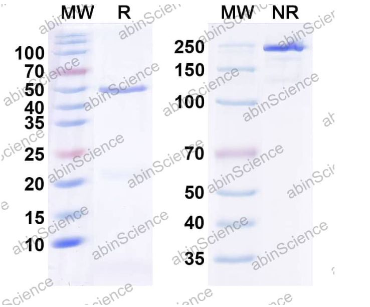 Abinscience InVivoMAb Anti-Human IL-36Ra/IL-1F5 Antibody (Iv0035) (HV577010-1mg)
