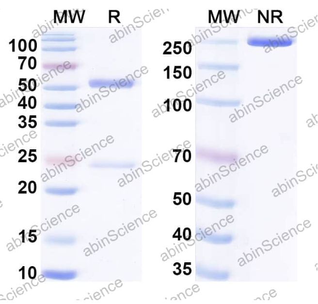 InVivoMAb Anti-HIV-1 gp140/Env Trimer Broadly Neutralizing Antibody (Iv0112) (VK617040-1mg)