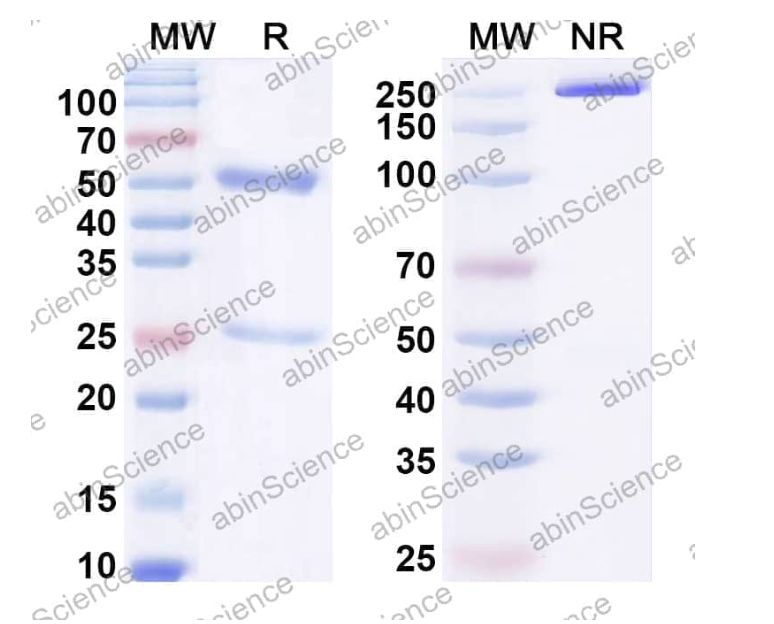 Abinscience InVivoMAb Anti-Human CCL1/I-309/TCA-3 Antibody (Iv0113) (HB778010-50ug)