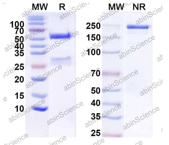 Abinscience InVivoMAb Anti-Human IL‑23 p19 Antibody (Iv0034) (HV466010-100ug)
