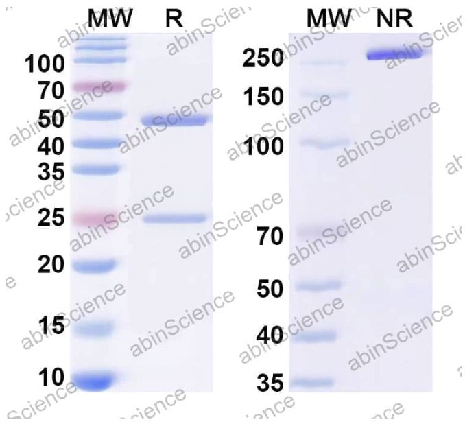 Abinscience InVivoMAb Anti-HPV58 L1/Major capsid protein L1 Antibody (Iv0003) (VK760020-50ug)