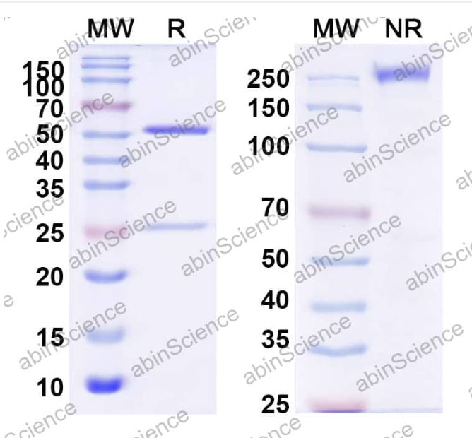 Abinscience InVivoMAb Anti-VZV/HHV-3 gH/gL Complexes Antibody (Iv0041) (VK724010-1mg)