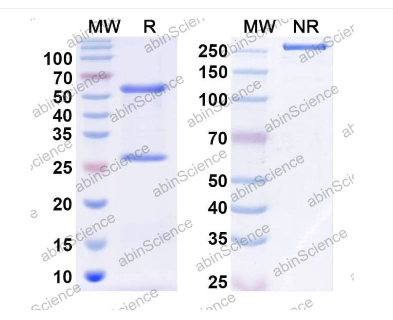 Abinscience InVivoMAb Anti-Human TGF-alpha Antibody (Iv0068) (HF007010-1mg)