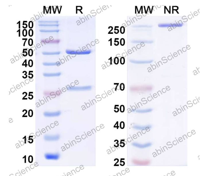 Abinscience InVivoMAb Anti-VZV/HHV-3 gB/Envelope glycoprotein B Antibody (Iv0043) (VK398010-1mg)