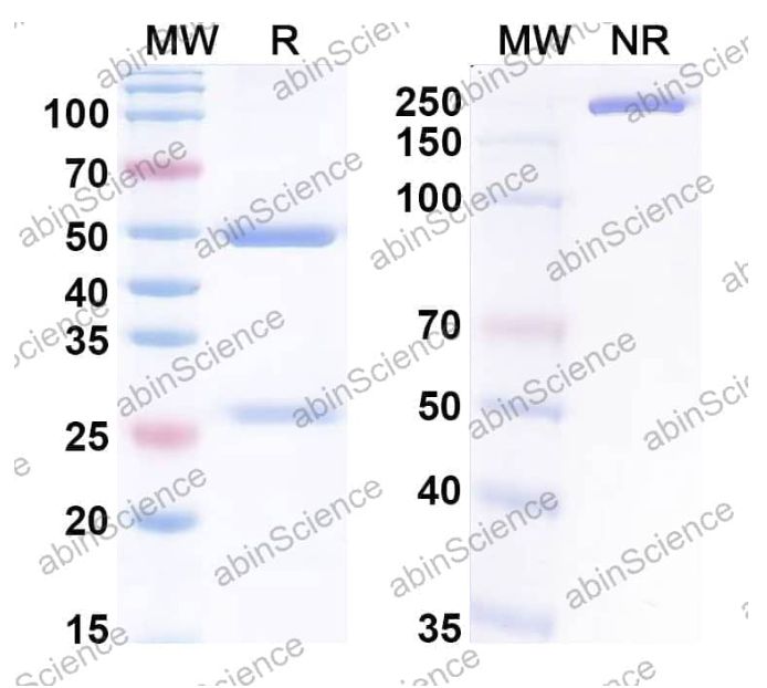 Abinscience InVivoMAb Anti-HSV-1/HHV-1 gB/Envelope glycoprotein B Antibody (Iv0044) (VK520010-50ug)