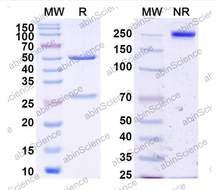 Abinscience InVivoMAb Anti-HSV-1/HHV-1 gD/Envelope glycoprotein D Antibody (Iv0045) (VK413010-1mg)