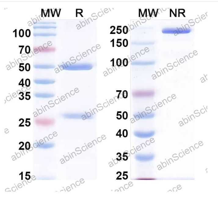 Abinscience InVivoMAb Anti-Human Thrombopoietin/THPO Antibody (Iv0056) (HW809010-50ug)