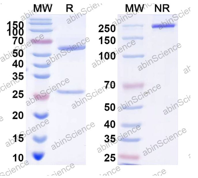 Abinscience InVivoMAb Anti-HPV58 L1/Major capsid protein L1 Antibody (Iv0002) (VK760010-100ug)