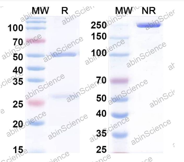 Abinscience InVivoMAb Anti-Human BMP-10 Antibody (Iv0061) (HF791010-1mg)