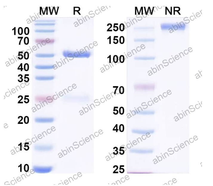 Abinscience InVivoMAb Anti-Human CCL14/HCC-1 Antibody (Iv0082) (HS904010-100ug)