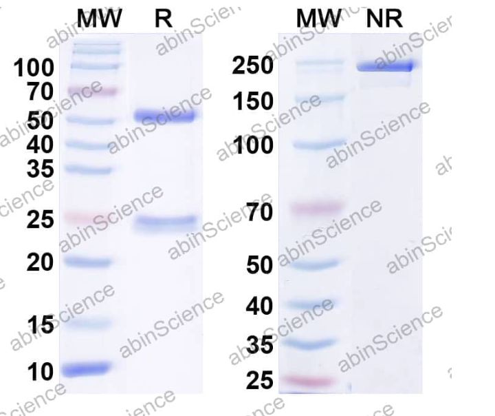 Abinscience InVivoMAb Anti-Human CXCL1/GRO alpha/KC/CINC-1 Antibody (Iv0085) (HY553010-100ug)