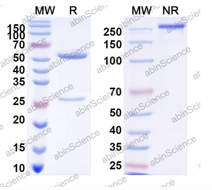 Abinscience InVivoMAb Anti-HPV6 L1/Major capsid protein L1 Pentamer Antibody (Iv0005) (VK435010-1mg)