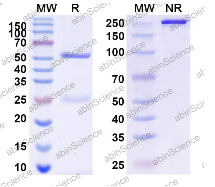 Abinscience InVivoMAb Anti-Mouse CD25/IL-2R alpha Antibody (PC61/PC-61.5.3) (MF996010-1mg)