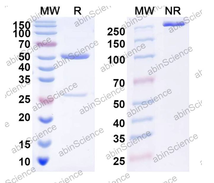 Abinscience InVivoMAb Anti-HPV59 L1/Major capsid protein L1 Antibody (Iv0006) (VK808010-100ug)