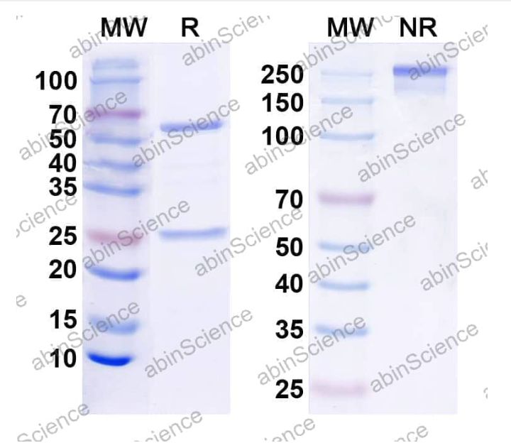 Abinscience InVivoMAb Anti-Mouse PD-1 Antibody (RMP1-14) (MS870060-100ug)
