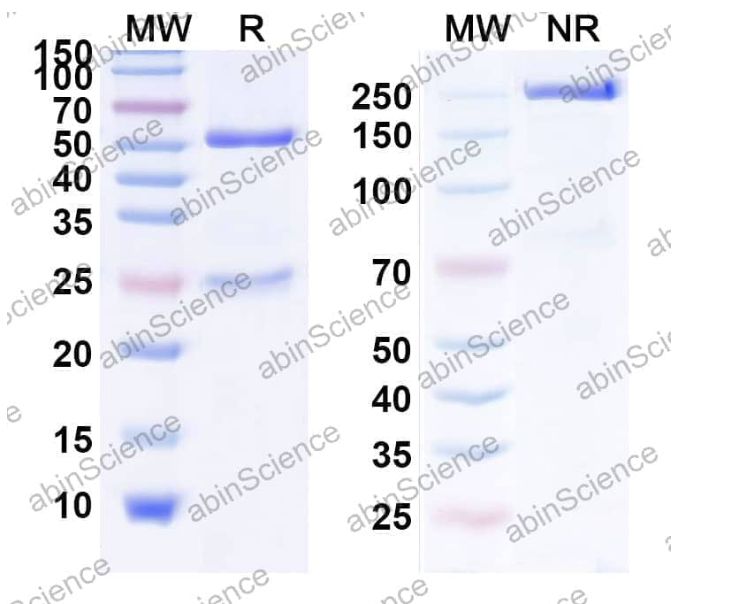 Abinscience InVivoMAb Anti-Mouse PD-1 Antibody (RMP1-14) (MS870050-50ug)