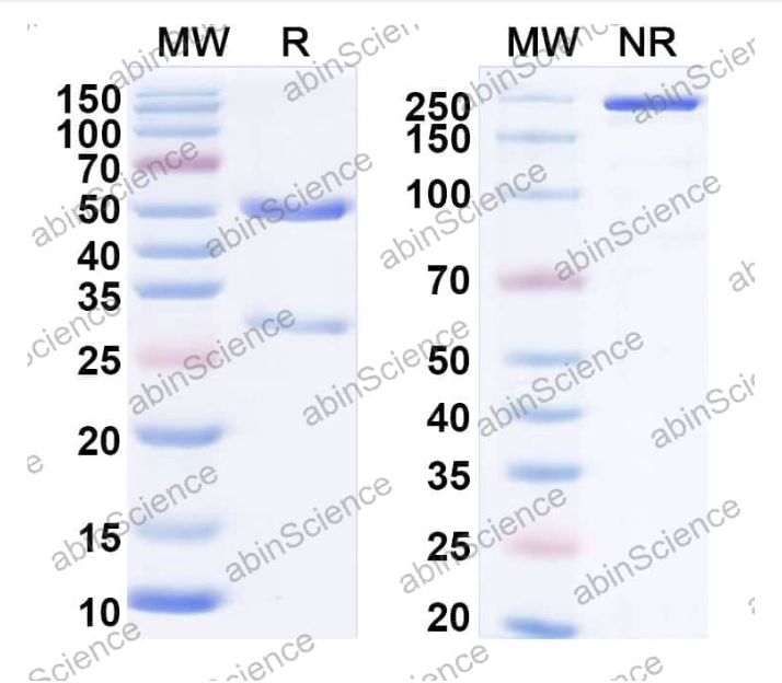 Abinscience InVivoMAb Anti-Mouse BAFFR/TNFRSF13C Antibody (Iv0266) (MV599010-1mg)