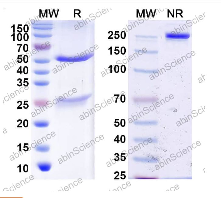 Abinscience InVivoMAb Anti-Human Cadherin-11 Antibody (SYN0012) (HX21202-100ug)